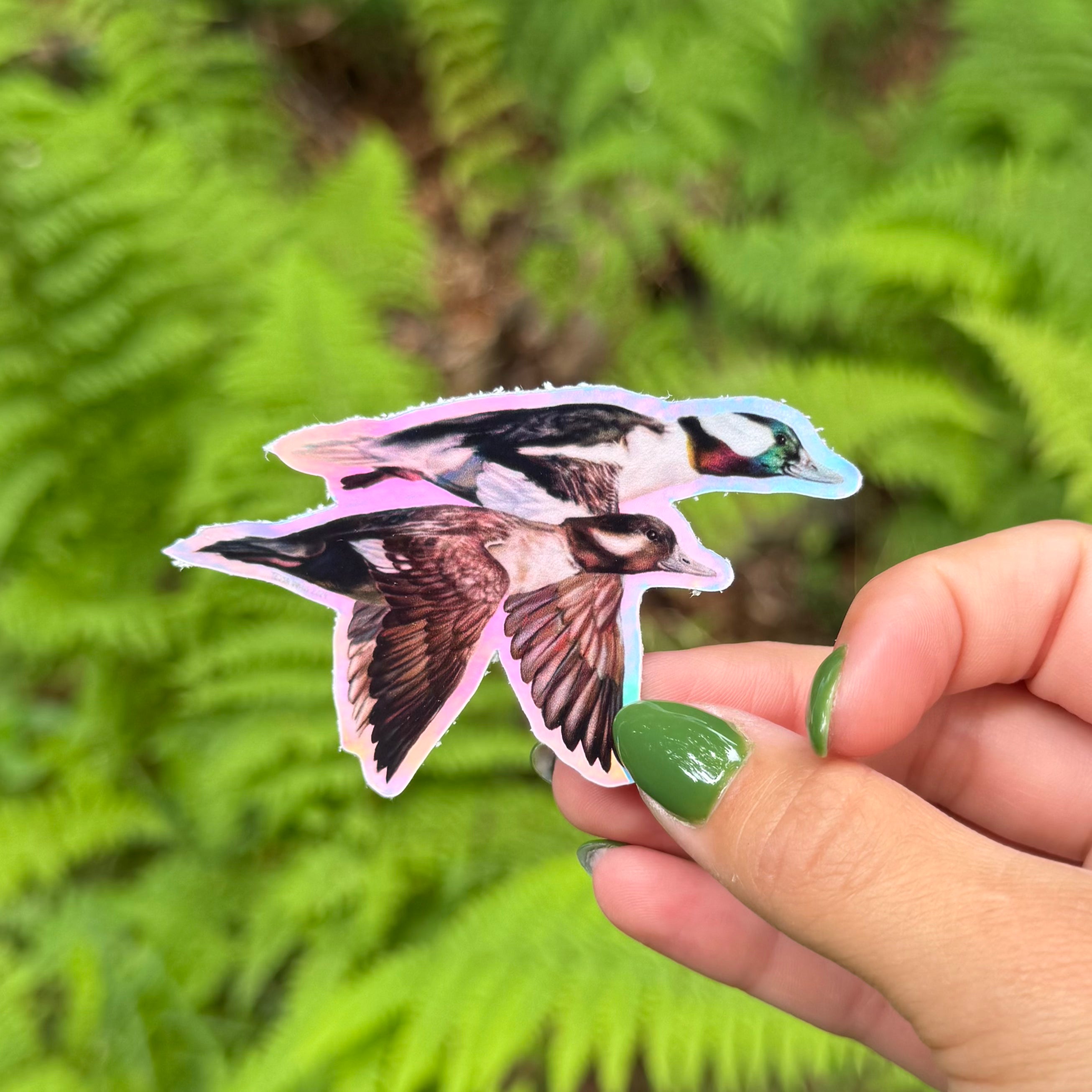 Bufflehead Duck Sticker