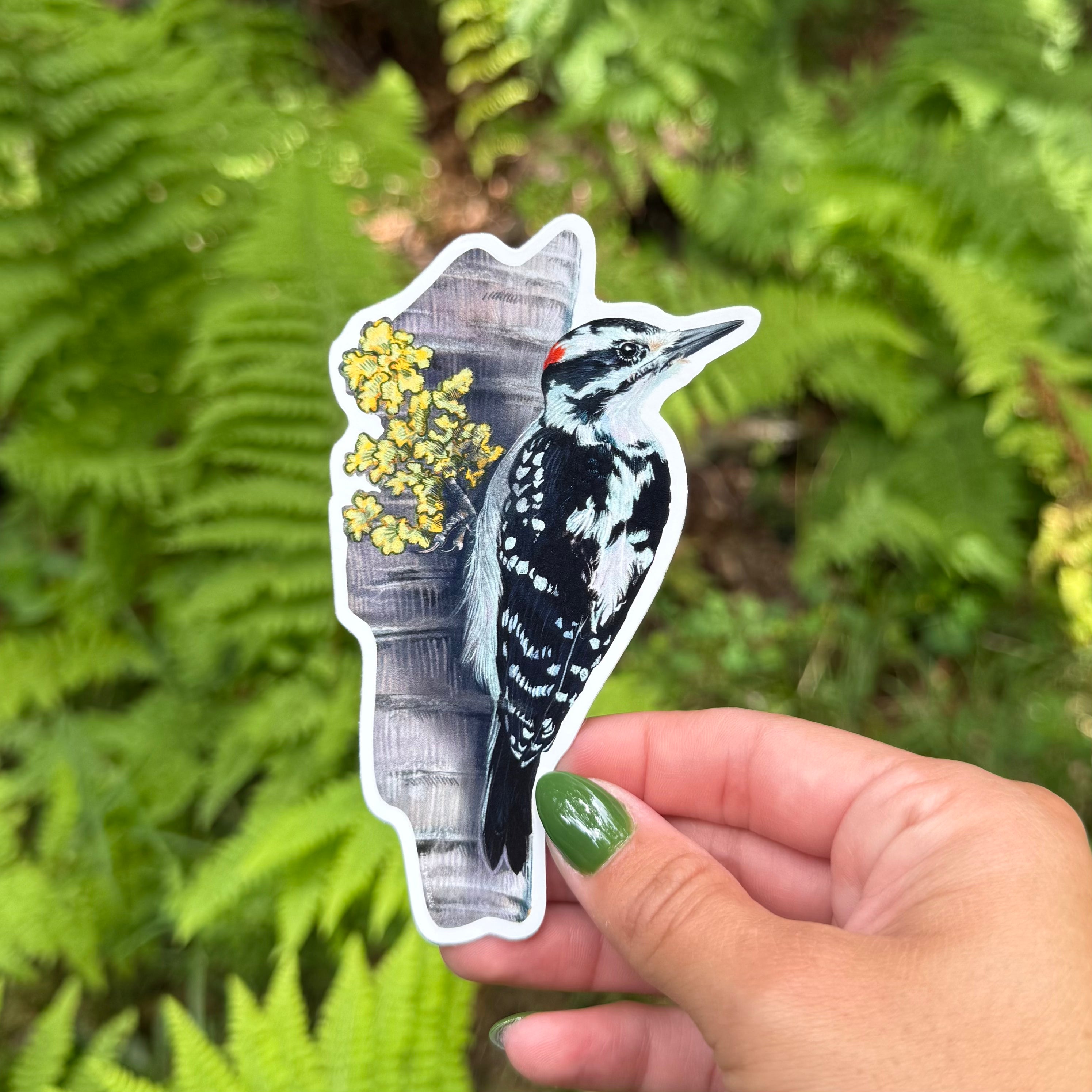 Hairy Woodpecker Sticker
