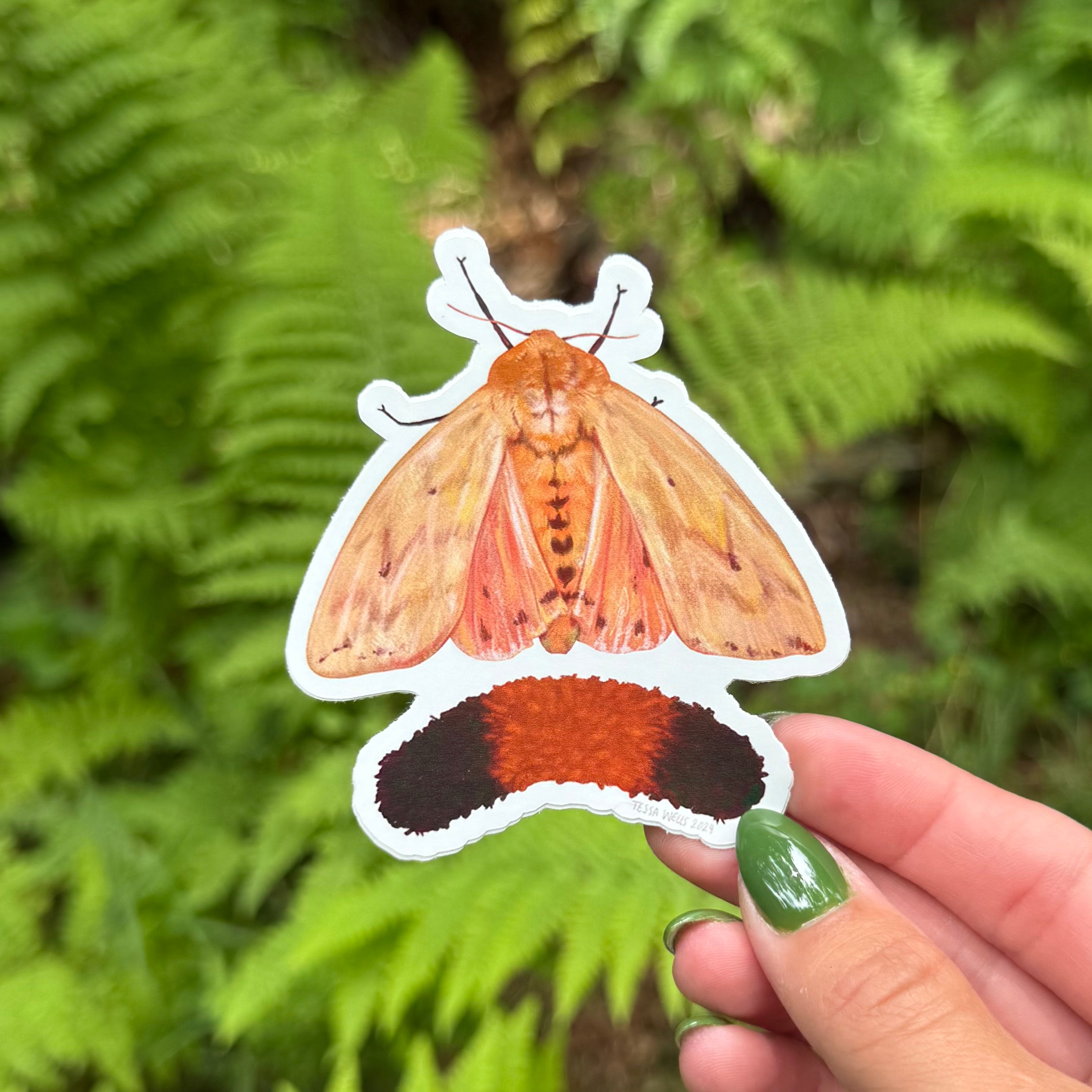 Woolly Worm-Isabella Tiger Moth Sticker