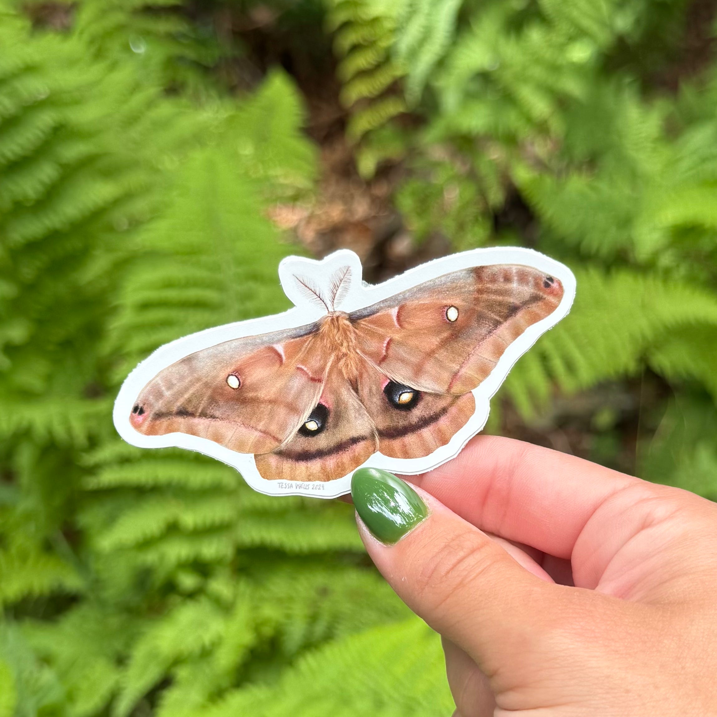 Polyphemus Moth Sticker