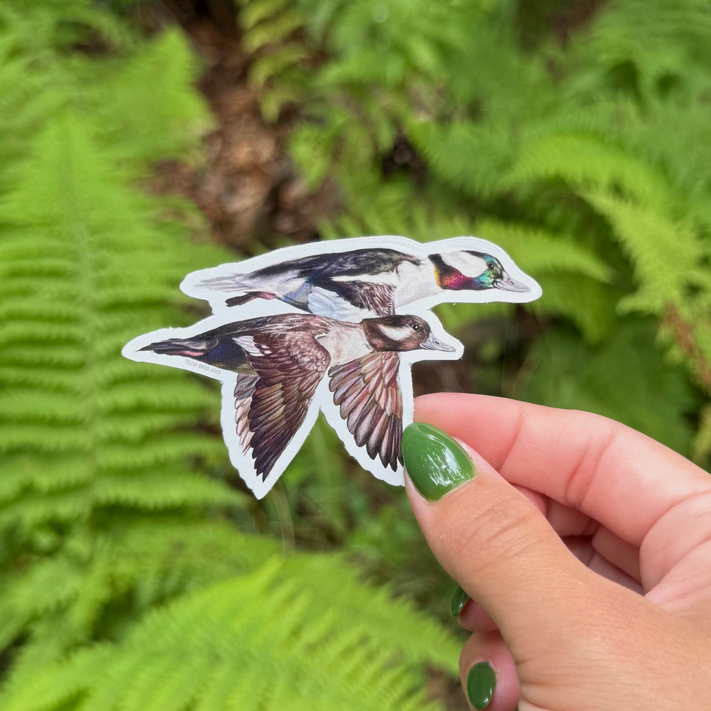 Bufflehead Duck Sticker